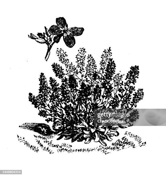 antique engraving illustration: rocket - arugula stock illustrations