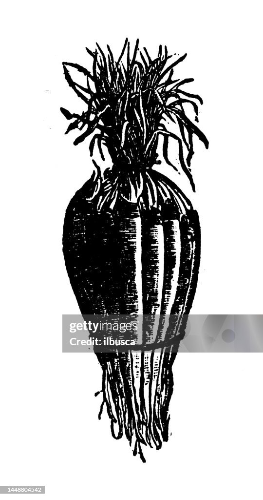 Antique engraving illustration: Salsafy