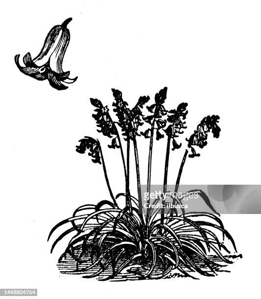 ilustrações, clipart, desenhos animados e ícones de ilustração antiga da gravura: scilla nutans, bluebell - campanula liliaceae