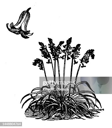 Antique engraving illustration: Scilla Nutans, Bluebell Antique engraving illustration: Scilla Nutans, Bluebell