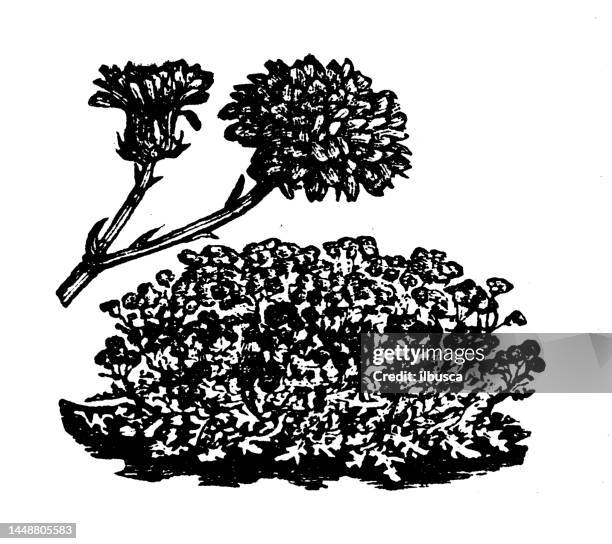 stockillustraties, clipart, cartoons en iconen met antique engraving illustration: senecio elegans - elegans