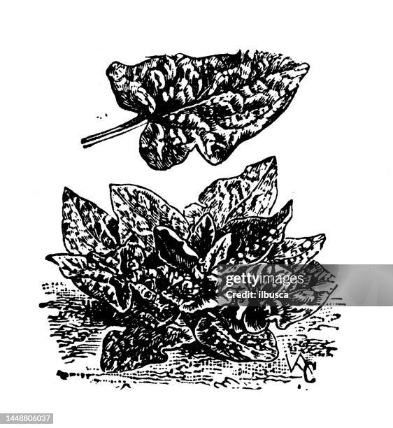antique engraving illustration: spring spinach - spinach stock illustrations