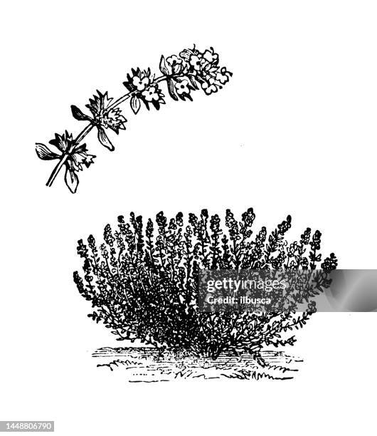 antique engraving illustration: thyme - flowering thyme stock illustrations