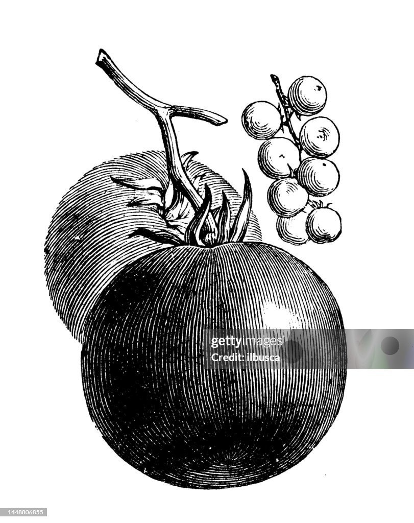 Antique engraving illustration: Red tomato