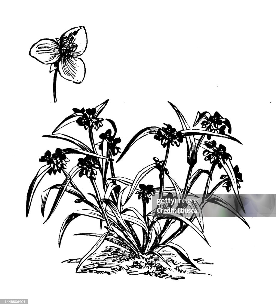 Antique engraving illustration: Tradescantia Virginica