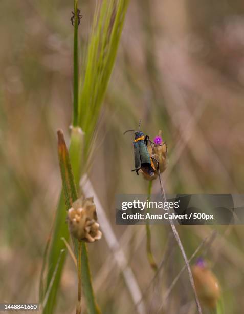 Canberra Insects 59 Percival Hill Stock Photos, High-Res Pictures, and Images - Getty Images