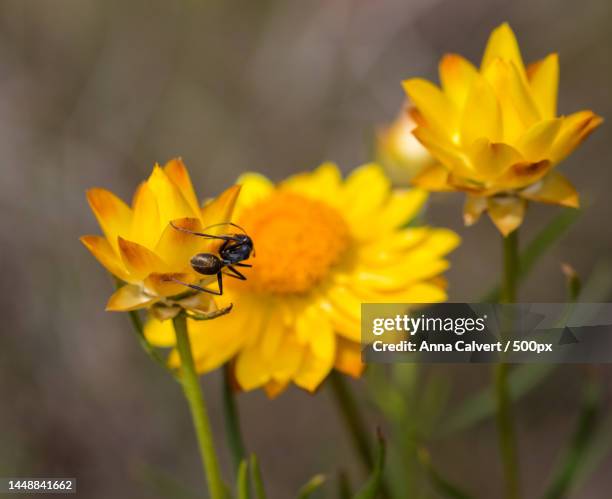 Canberra Insects 59 Percival Hill Stock Photos, High-Res Pictures, and Images - Getty Images