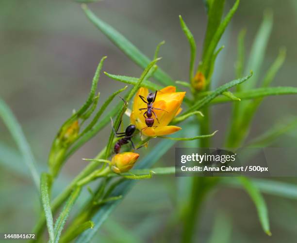 Canberra Insects Australian Ants Photos and Premium High Res Pictures - Getty Images