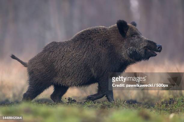 side view of bear walking on field,poland - wild boar stock pictures, royalty-free photos & images