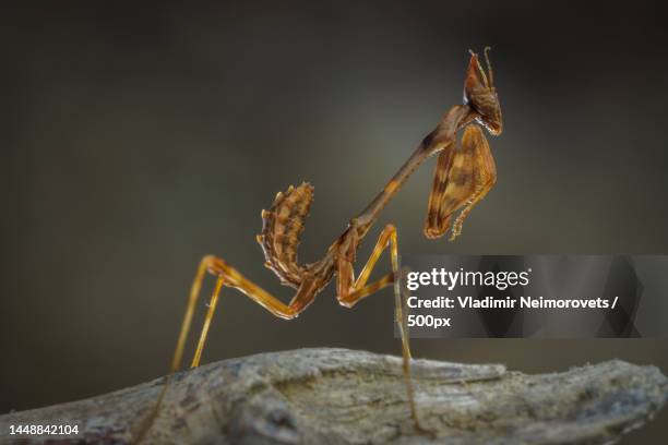 Slabhead Mantis 98 Conehead Mantis Stock Photos, High-Res Pictures, and Images - Getty ...