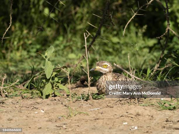 spotted thick-knee in tanzania - spotted thick knee stock pictures, royalty-free photos & images