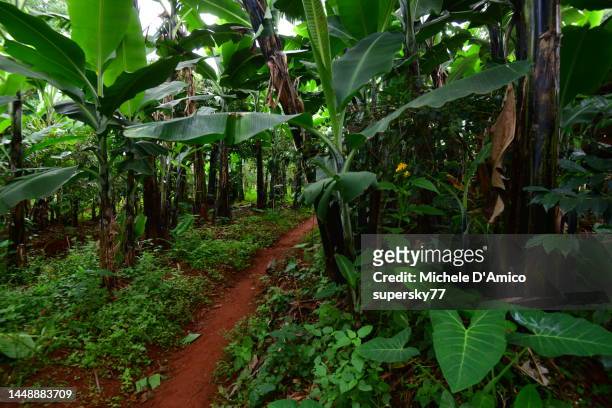 lush banana and beans plantations on the fertile slopes of mount elgon - agroforestry stockfoto's en -beelden