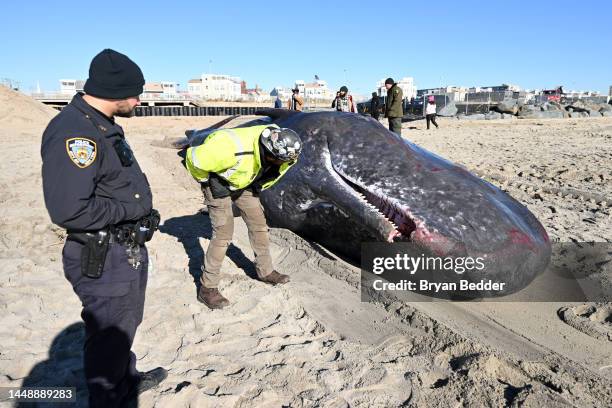 Officials examine a dead beached whale on Rockaway beach on December 13, 2022 in the Queens borough of New York City. It wasn't immediately clear...