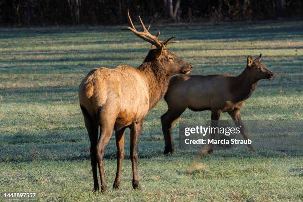 Elk Rack Together Deer Rack Mount Photos and Premium High Res Pictures - Getty Images