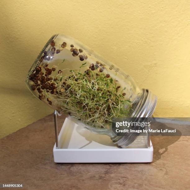 alfalfa sprouts growing in a mason jar - sojabohnensprosse stock-fotos und bilder