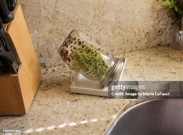 alfalfa sprouts growing in a jar near the kitchen sink - alfalfa stock pictures, royalty-free photos & images