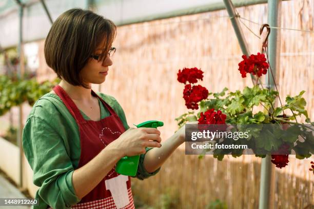 caring florist working away - hanging basket stock pictures, royalty-free photos & images