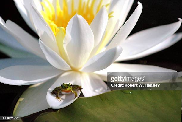 water lily frog - caddo lake stock pictures, royalty-free photos & images