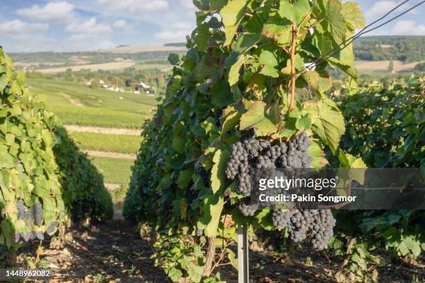 row vine grapes in champagne vineyards at montagne de reims, reims, france - reims stock-fotos und bilder