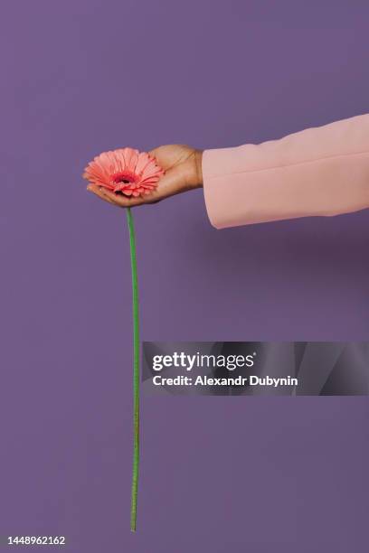 hand holding pink gerbera flower on purple background - man giving flowers stock-fotos und bilder