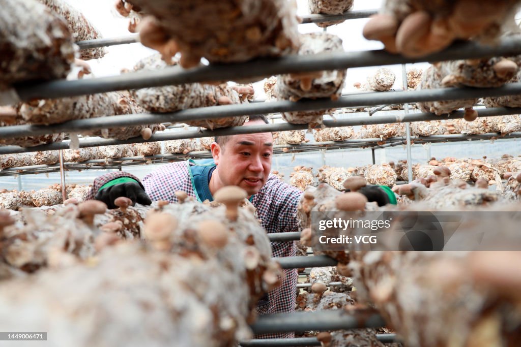 Mushroom Harvest In Lushan