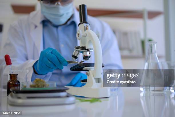 scientist is working with cannabis at laboratory. - canábis medicinal imagens e fotografias de stock