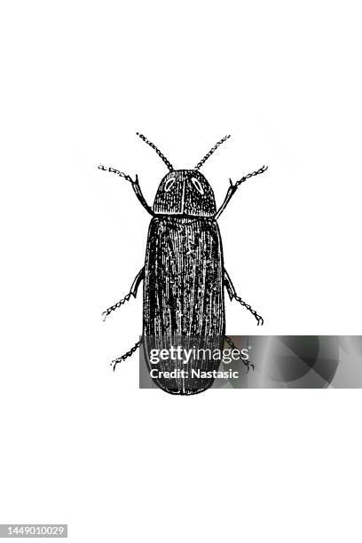 glowworm (lampyris noctiluca) - lampyris noctiluca stock illustrations