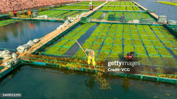 Aerial view of farmers planting winter hydroponic vegetables, which can directly absorb nitrogen and phosphorus in the water and further improve the...