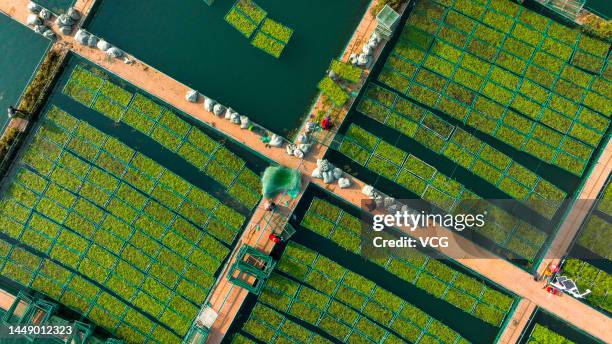 Aerial view of farmers planting winter hydroponic vegetables, which can directly absorb nitrogen and phosphorus in the water and further improve the...