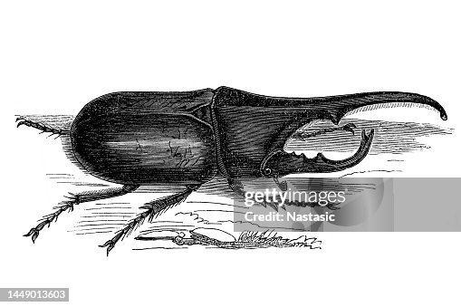 Mal Insect Male Insect Of The Hercules Beetle High-Res Vector Graphic - Getty Images