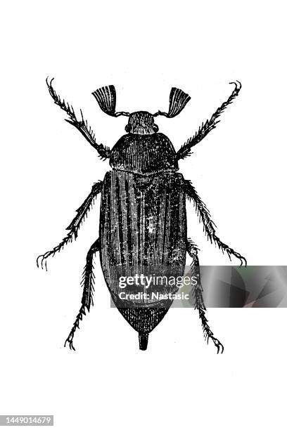 stockillustraties, clipart, cartoons en iconen met cockchafer, maybug - beetle