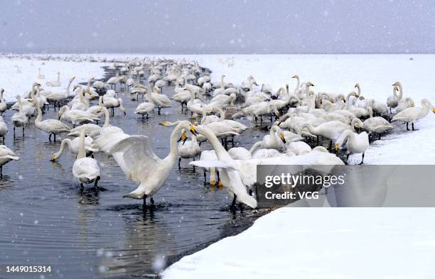 Whooper swans are seen during a snowfall at Rongcheng Swan National Nature Reserve on December 14, 2022 in Rongcheng, Weihai City, Shandong Province...