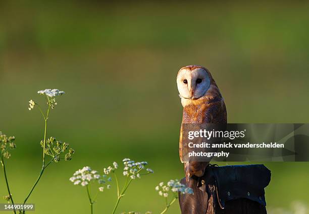 barn owl - barn owl stock-fotos und bilder