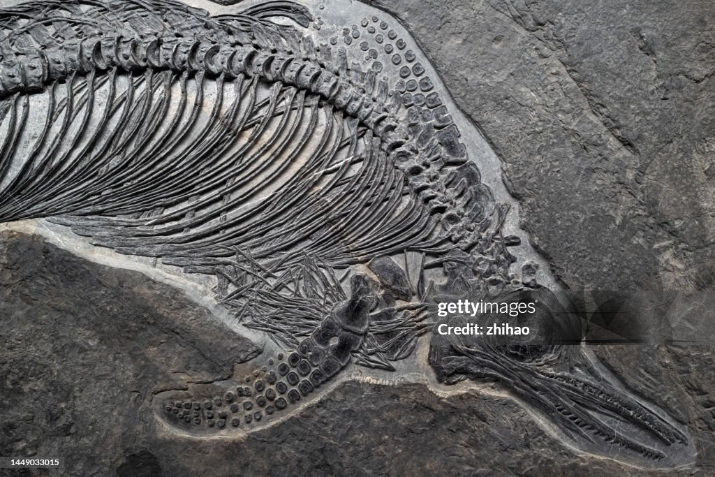 Fish fossil part