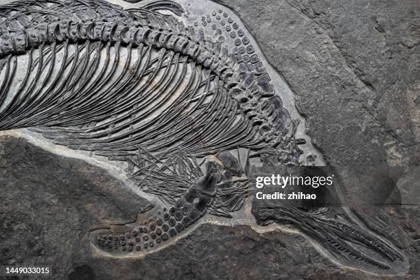 fish fossil part - arcaico imagens e fotografias de stock