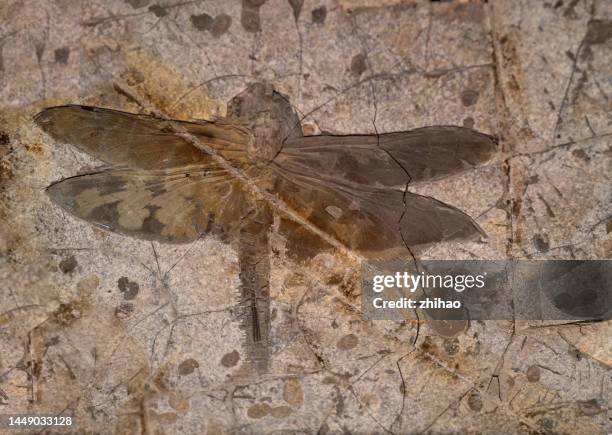 Insect Fossil Identifier Insect Fossils Photos and Premium High Res Pictures - Getty Images