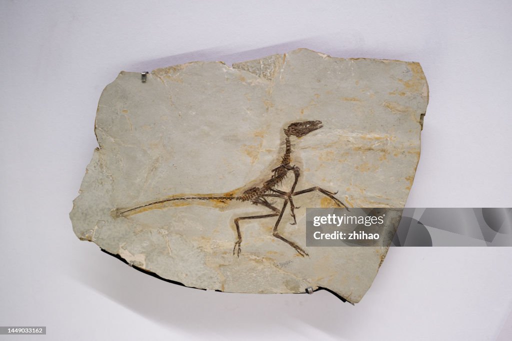 Jurassic dinosaur fossils