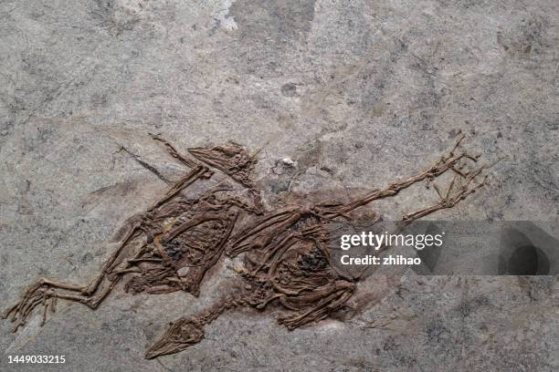 fossils of two birds - paleontología fotografías e imágenes de stock