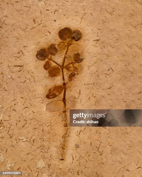 Fossil Inprint 500 Fossil Imprints Stock Photos, High-Res Pictures, and Images - Getty ...