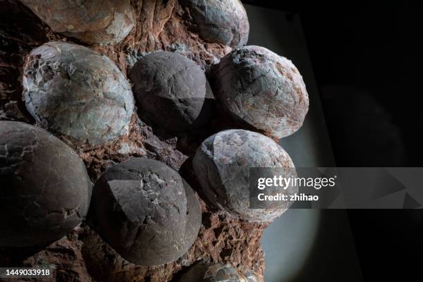 dinosaur egg fossil - dinosaur egg stock pictures, royalty-free photos & images