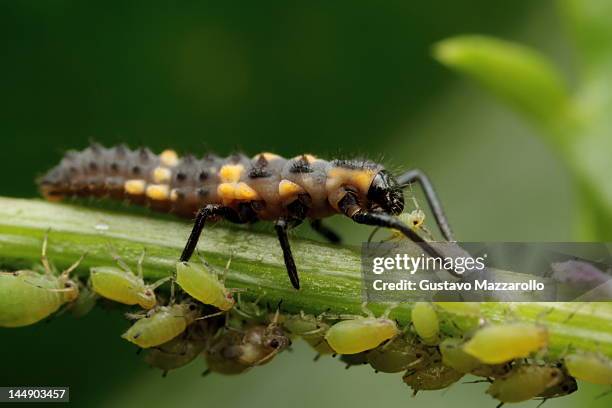 ladybird larvae kill aphid - aphid stockfoto's en -beelden