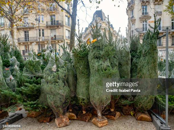 wrapped christmas trees for sale outside a store - christmas tree stock pictures, royalty-free photos & images