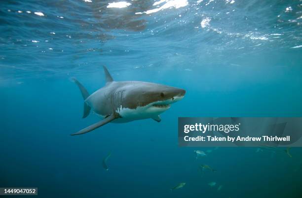 great white shark rs - shark stock pictures, royalty-free photos & images