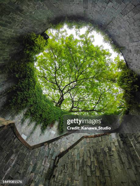 fort canning tree tunnel - fortress concept stock pictures, royalty-free photos & images