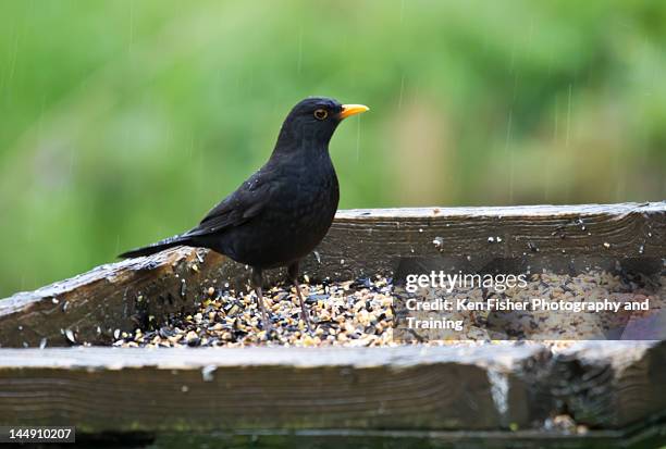 blackbird feeding - tray stock pictures, royalty-free photos & images