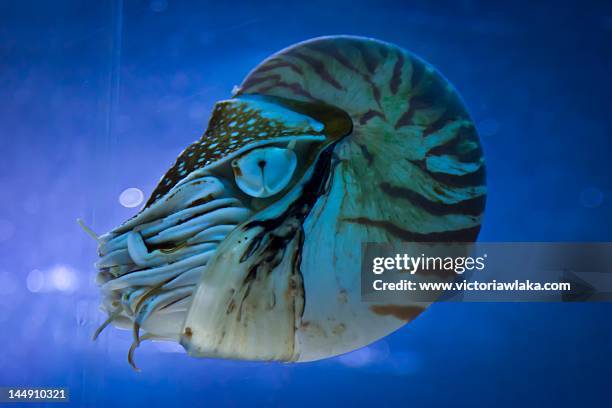 nautilus - nautilus stock pictures, royalty-free photos & images