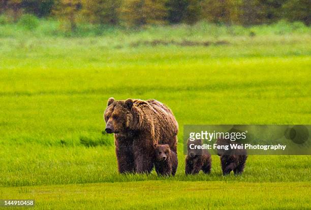 mother bear and three cubs - cub foto e immagini stock