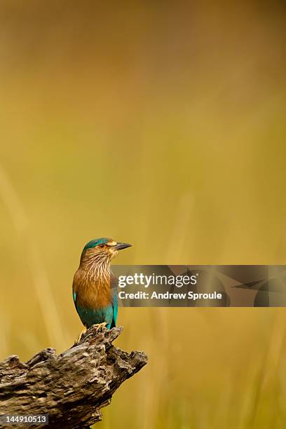 roller (coracias benghalensis) - bandhavgarh national park stock pictures, royalty-free photos & images