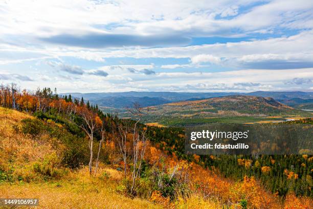 fall colors - newfoundland stockfoto's en -beelden
