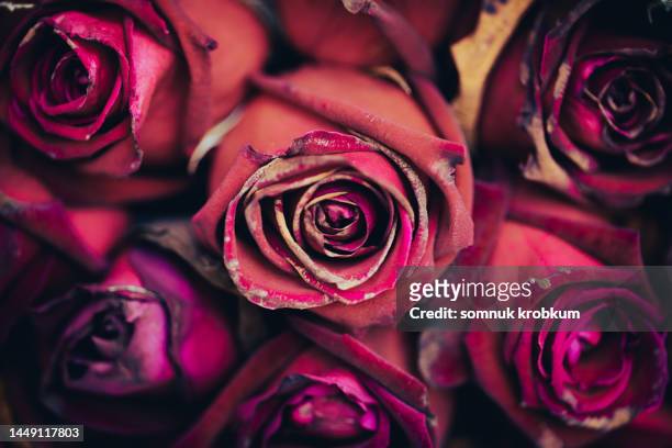 withered rose flower - végétation fanée photos et images de collection